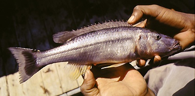 Rhamphochromis sp. 'stripe' Otter Point